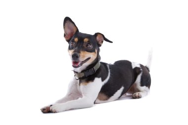 Jack Russel Terrier köpeği.