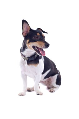 Jack Russel Terrier köpeği.