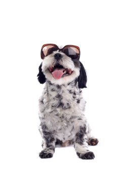 Karışık doğurmak köpek Malta