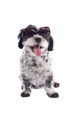 Karışık doğurmak köpek Malta