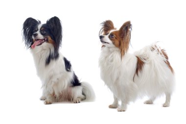 iki papillon köpek