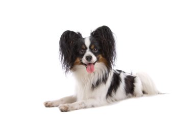 Papillon köpek