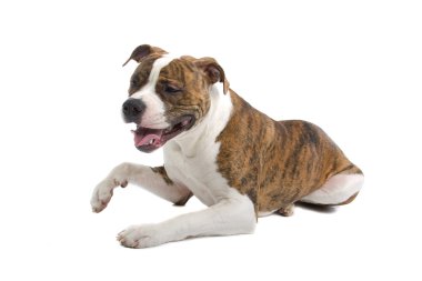 Amerikan bulldog