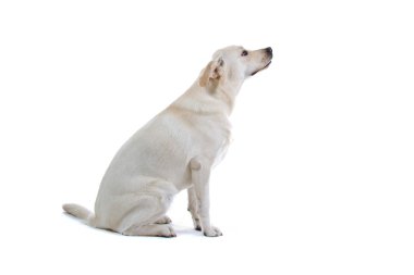 güzel labrador retriever köpek