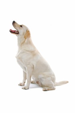 güzel labrador retriever köpek