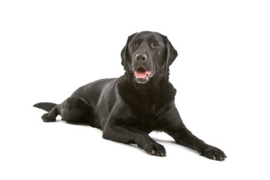 Beyaz arkaplan önünde siyah labrador