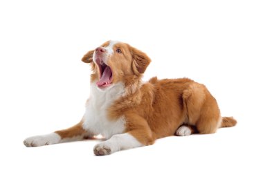 Scotia nova duck tolling retriever köpek yavrusu