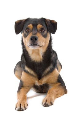 karışık cins köpek