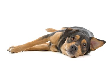 karışık cins köpek