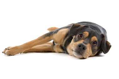 karışık cins köpek