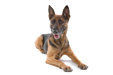 karışık cins köpek