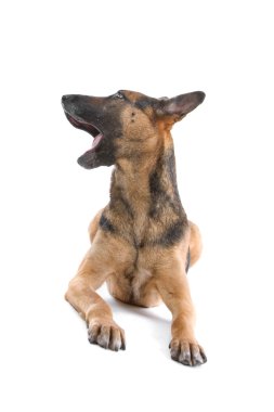 karışık cins köpek