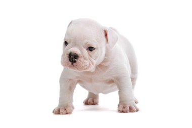 İngilizce bulldog yavrusu