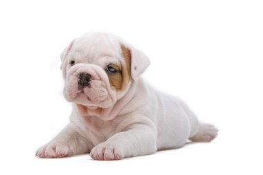 İngilizce bulldog yavrusu