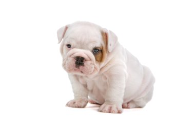 İngilizce bulldog yavrusu