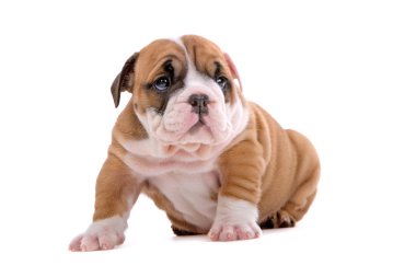 İngilizce bulldog yavrusu