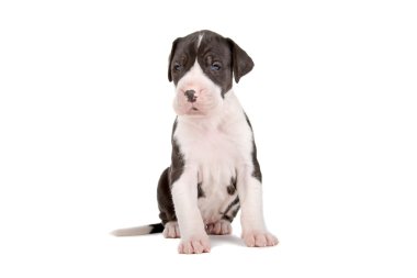 Danua köpek yavrusu