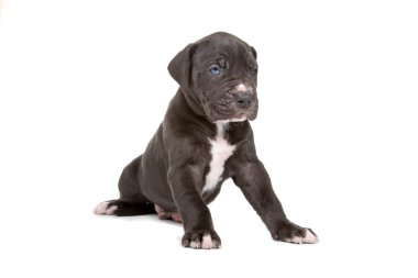 Danua köpek yavrusu