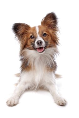 Papillon veya kelebek köpek