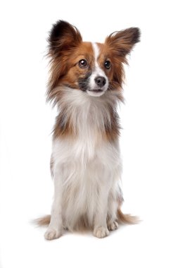 Papillon veya kelebek köpek