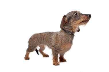 Dachshund