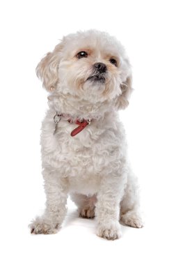 Boomer köpek