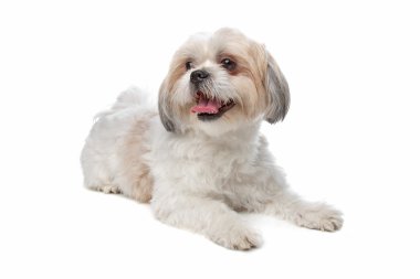 Boomer köpek