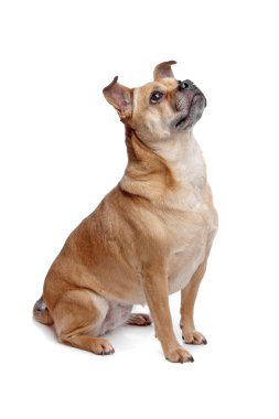 karışık cins küçük köpek