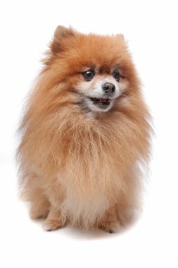 Keeshond (Hollandalı köpek doğurmak)