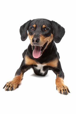 karışık cins köpek, yarım appenzeller sennenhund