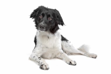 stabyhoun veya Frizce işaret eden köpek