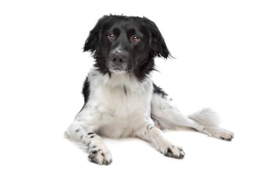 stabyhoun veya Frizce işaret eden köpek