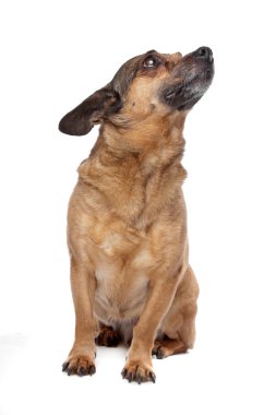 karışık cins köpek