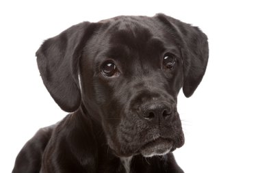 karışık cins köpek, boxer, labrador yavrusu