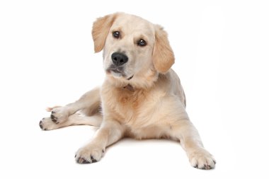 av köpeği labrador köpek