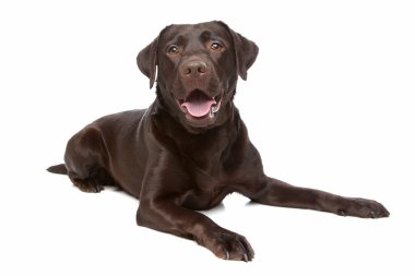 çikolata labrador geri almak