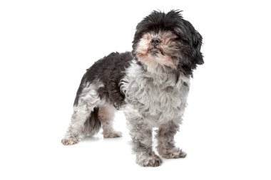 Lhasa apso