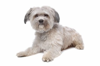 Malta mix köpek