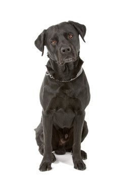 Siyah labrador av köpeği.