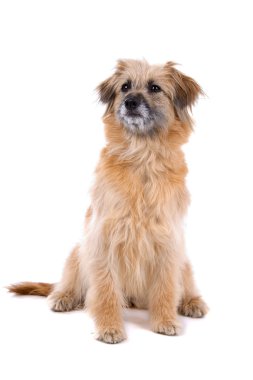 Pyrenean çoban (Pyrenees çoban köpeği)