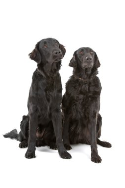 iki düz - kaplamalı retriever (flatcoat, aynasız) köpek