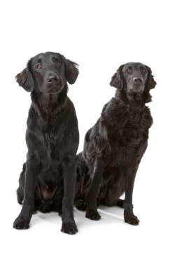 iki düz - kaplamalı retriever (flatcoat, aynasız) köpek