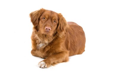 nova scotia ördek tolling av köpeği