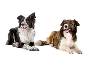 Two border collie dogs