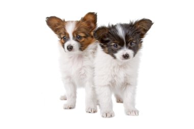 Papillon, kelebek-köpek, sincap-köpek beyaz bir arka plan önünde