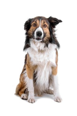 kenar kömür ocağı çoban köpeği