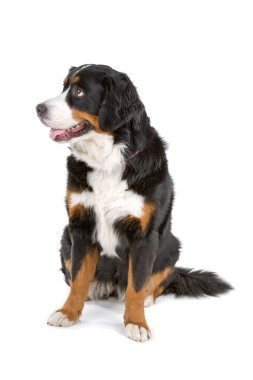 Bernese dağ köpeği