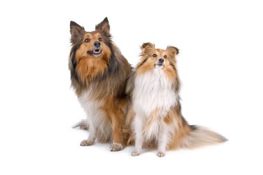 iki shetland sheepdogs