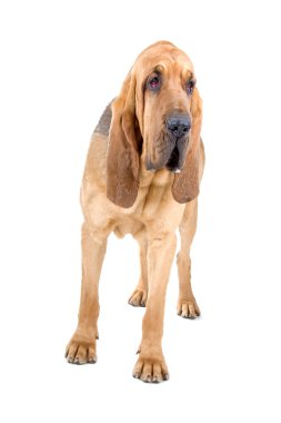 Bloodhound, diğer adıyla st. hubert hound ve sleuth tazı