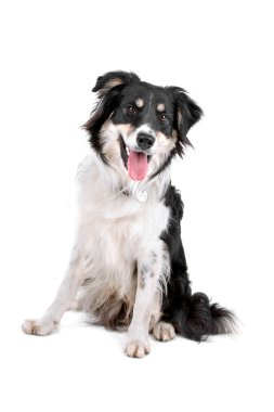 karışık cins köpek